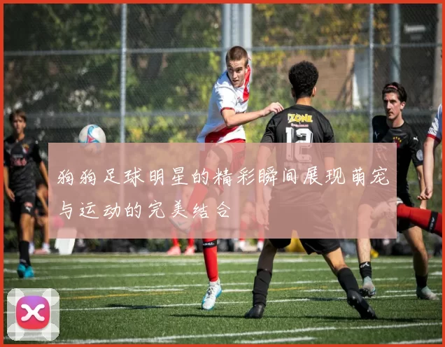 狗狗足球明星的精彩瞬间展现萌宠与运动的完美结合